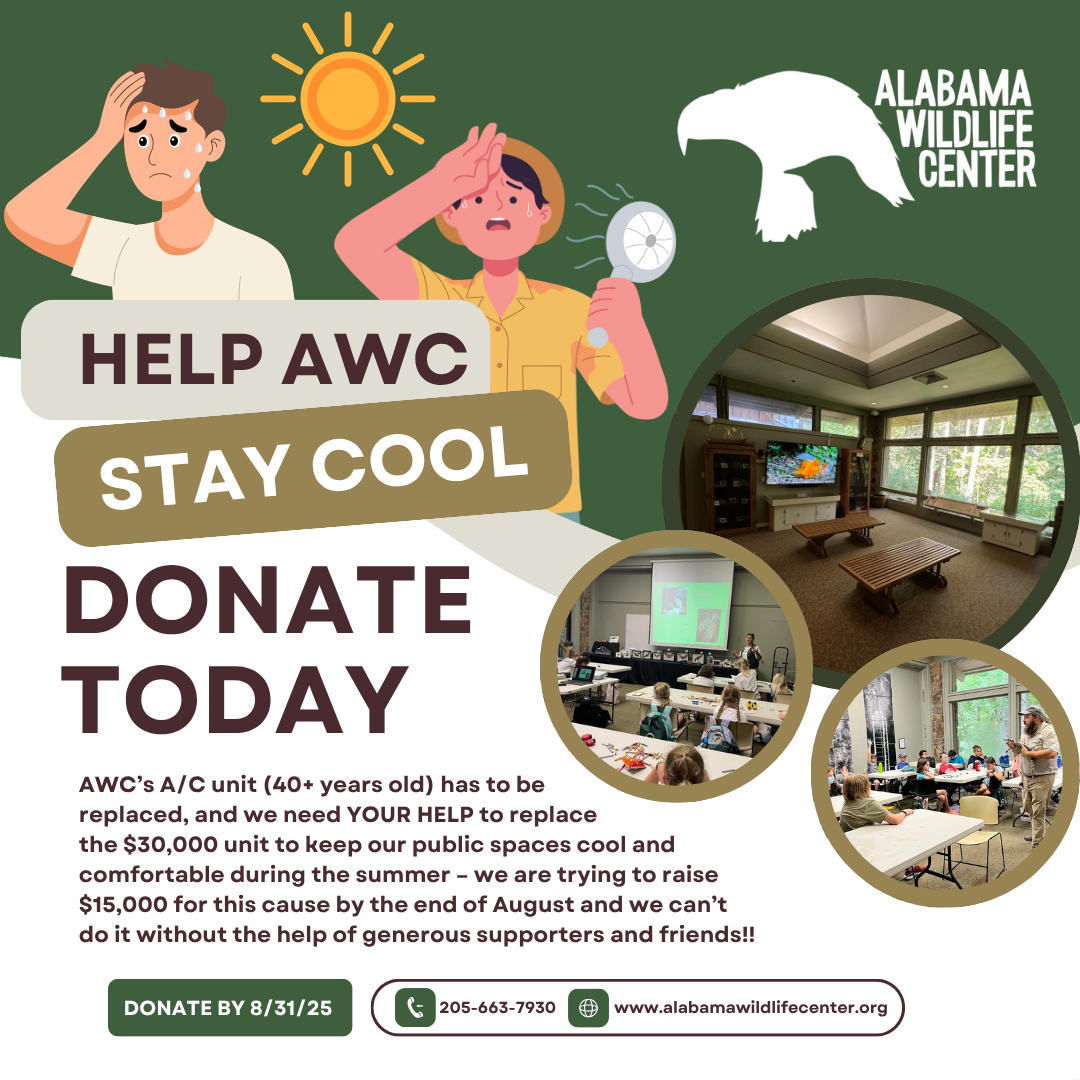AC%20Campaign%20Graphic%20for%20Website%20(Instagram%20Post)%20(1).png